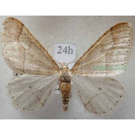 Agriopis marginaria (Fabricius, 1776) male Zimowek obrzeżek Czech24h